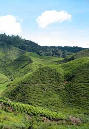 cameron highlands boutique hotel