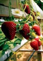 strawberry farm cameron highlands